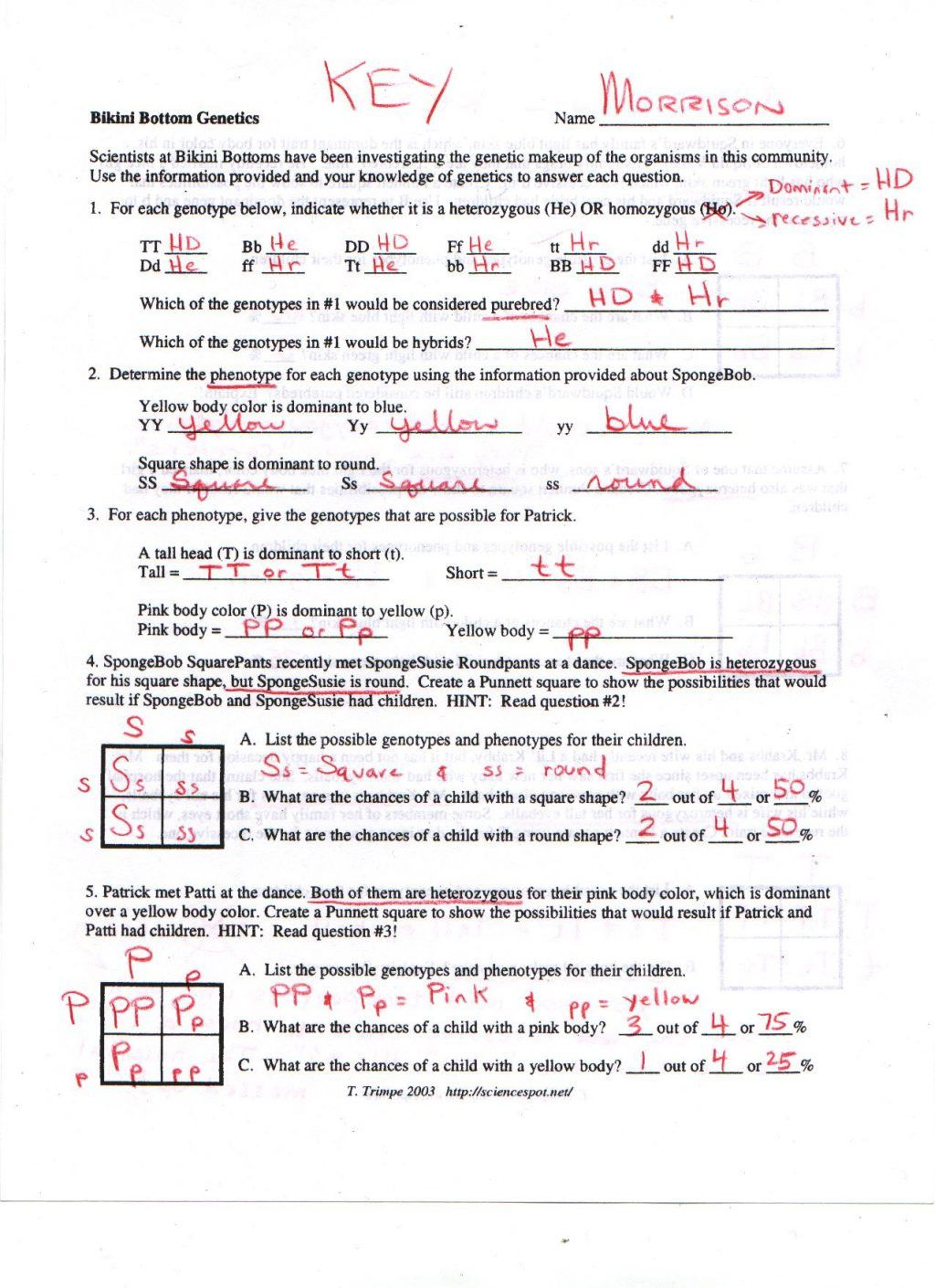 35 Monohybrid Worksheet Answers Pdf