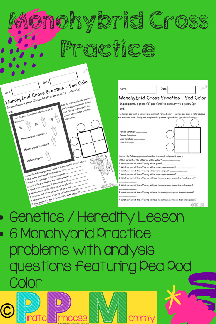 35 Monohybrid Worksheet Answers Pdf