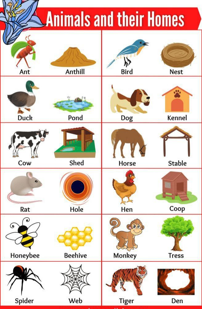 30 Animals And Their Habitats Worksheets Kindergarten