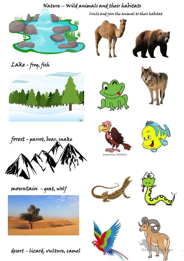 30 Animals And Their Habitats Worksheets Kindergarten