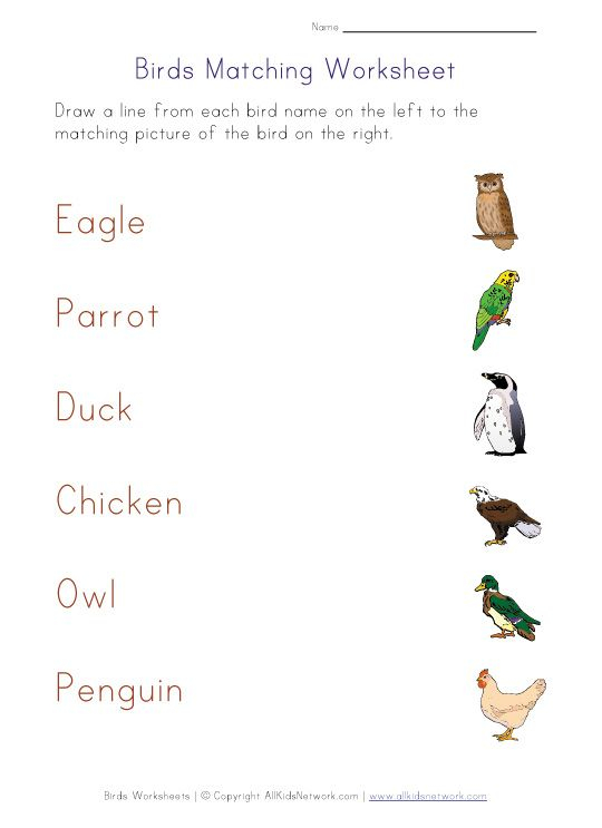 30 Kindergarten Worksheets On Birds