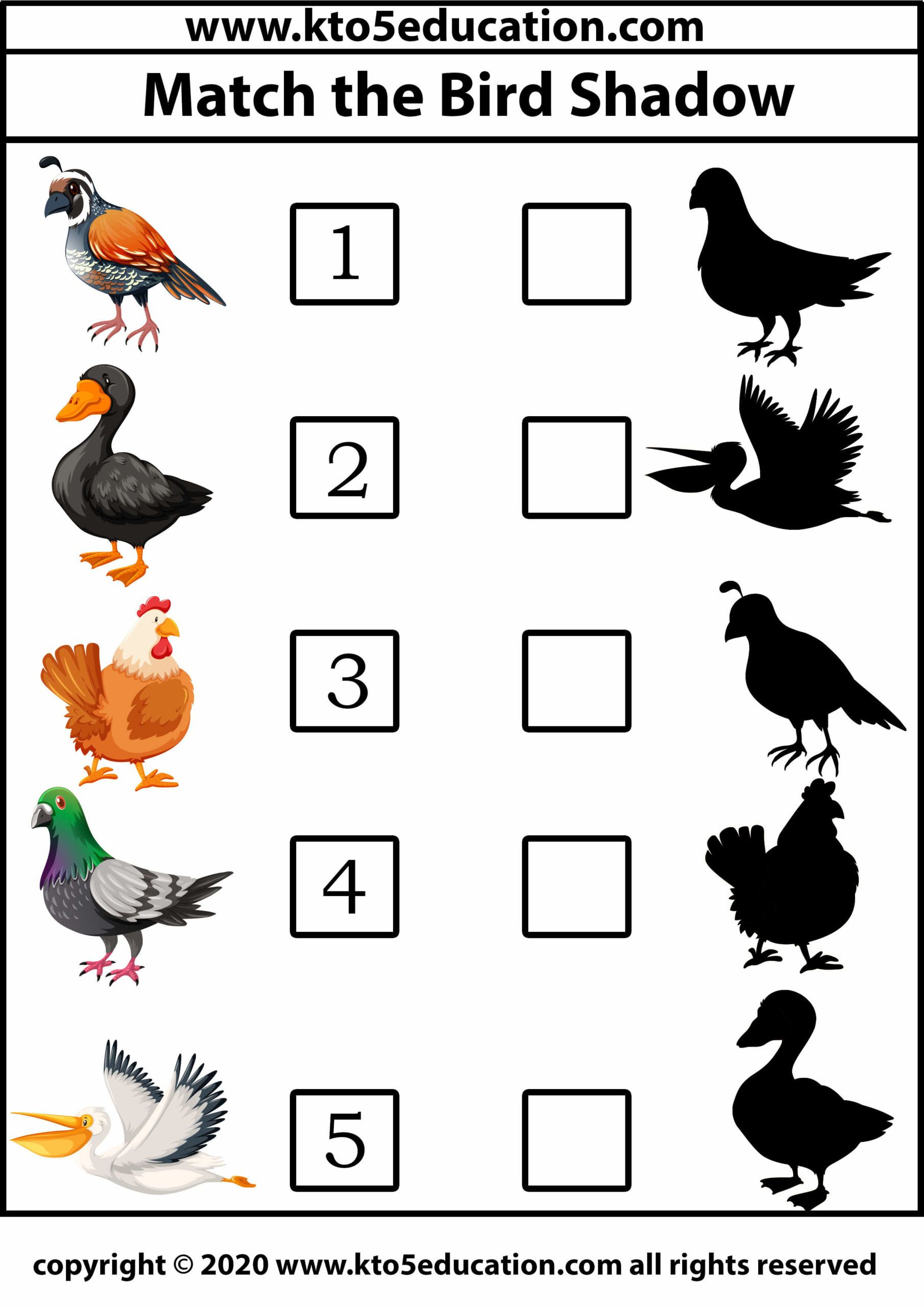 30 Kindergarten Worksheets On Birds