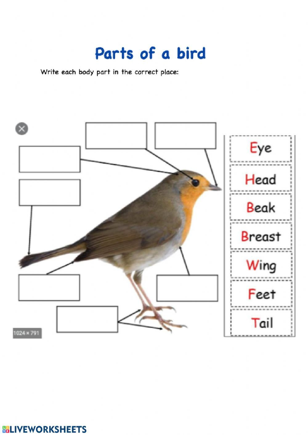 30 Kindergarten Worksheets On Birds