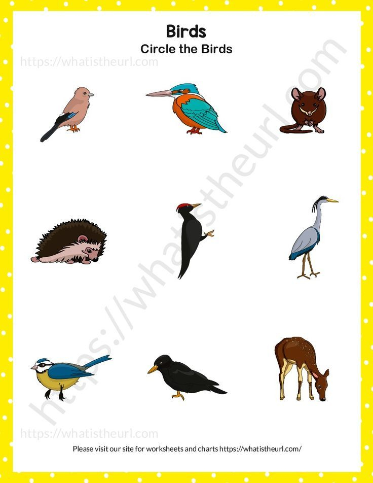 30 Kindergarten Worksheets On Birds