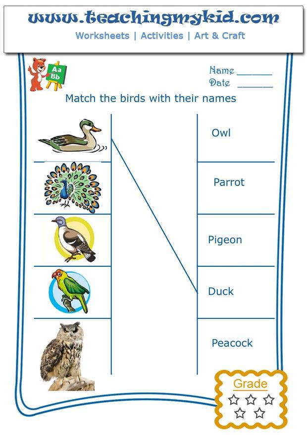 30 Kindergarten Worksheets On Birds