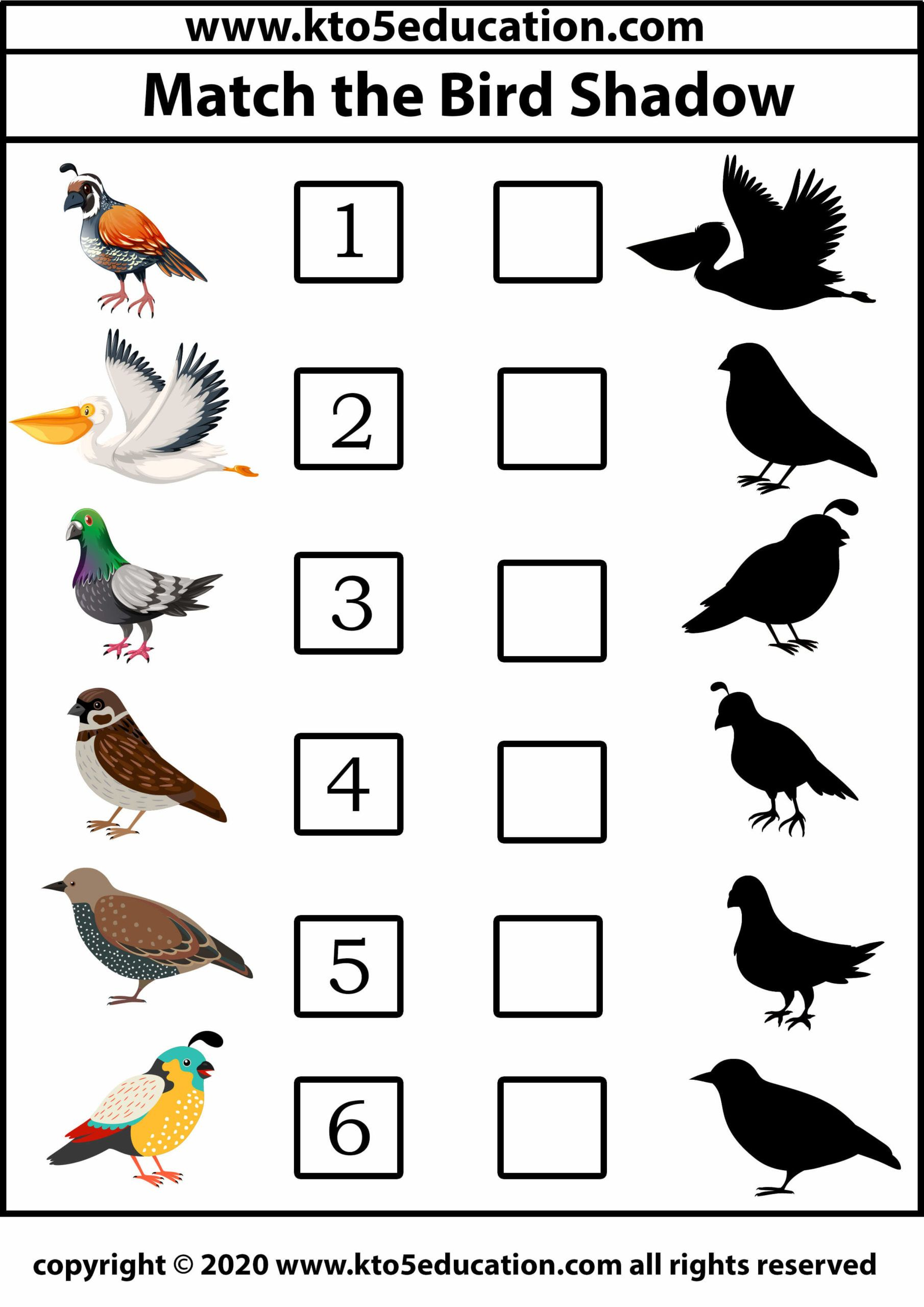 30 Kindergarten Worksheets On Birds