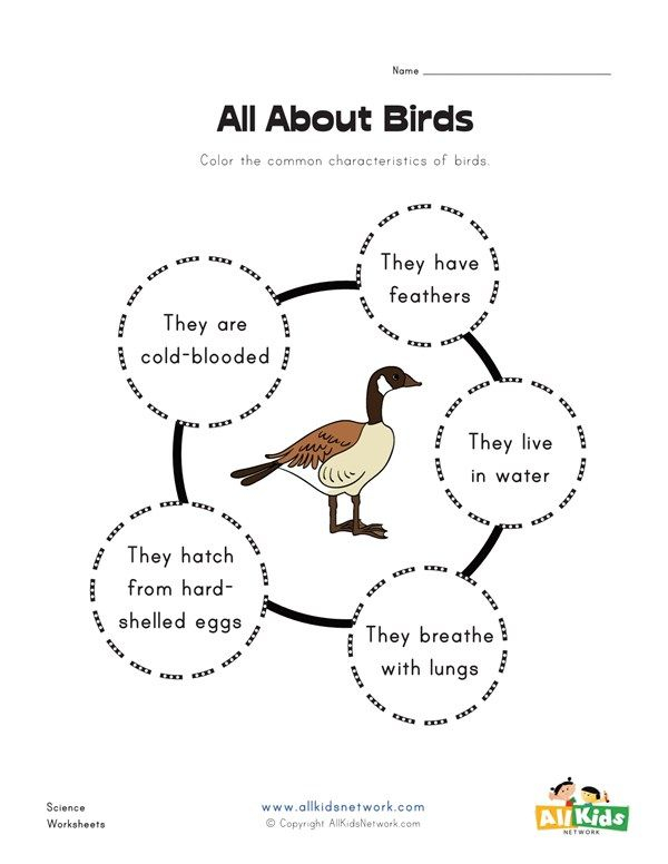 30 Kindergarten Worksheets On Birds