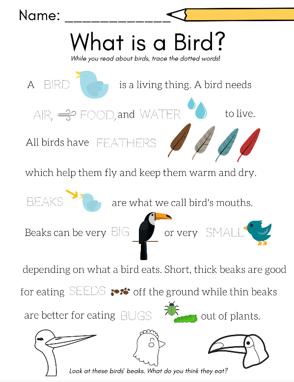 30 Kindergarten Worksheets On Birds