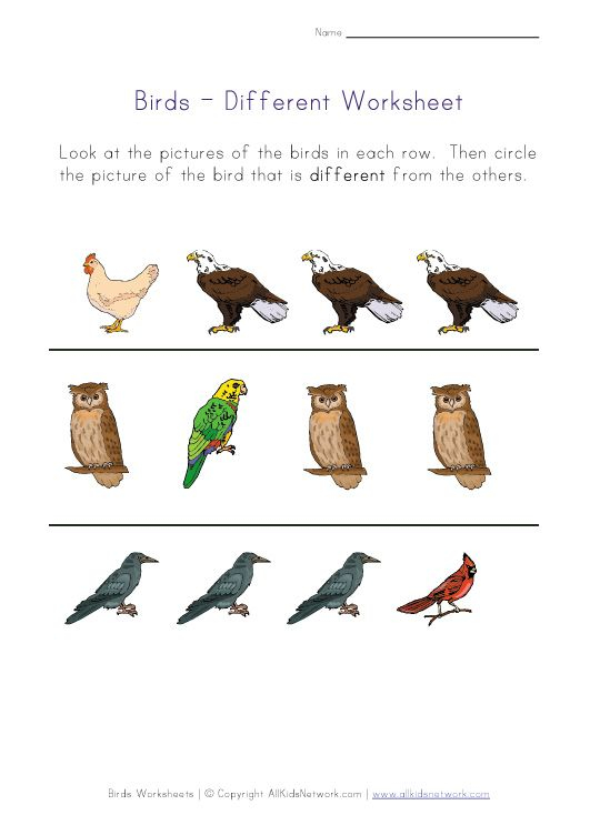 30 Kindergarten Worksheets On Birds