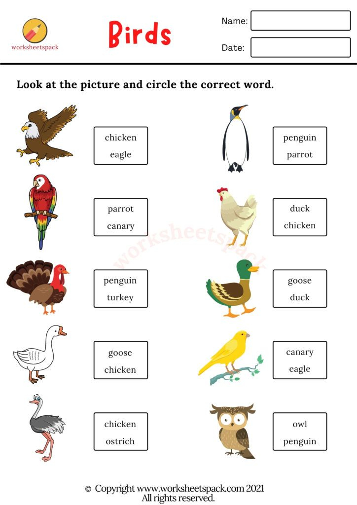 21 Kindergarten Worksheets On Birds